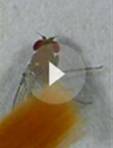 Flight and Climbing Assay for Assessing Motor Functions in Drosophila
