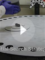 Barnes Maze Procedure for Spatial Learning and Memory in Mice