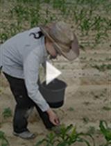 Large Scale Field Inoculation and Scoring of Maize Southern Leaf Blight and Other Maize Foliar Fungal Diseases