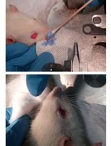 A Fluorescent Dye Method Suitable for Visualization of One or More Rat Whiskers