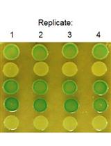 <em>In vivo</em> Analysis of Cyclic di-GMP Cyclase and Phosphodiesterase Activity in <em>Escherichia coli</em> Using a Vc2 Riboswitch-based Assay