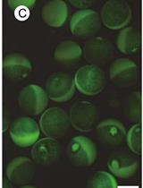 Boron Uptake Assay in Xenopus laevis Oocytes