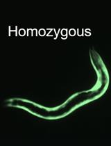 秀丽隐杆线虫中合成遗传相互作用（CRISPR-SGI）分析