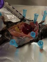 Intravenous Labeling and Analysis of the Content of Thymic Perivascular Spaces