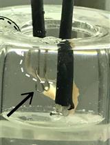 Mouse Phrenic Nerve Hemidiaphragm Assay (MPN)