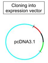 Construction and Cloning of Minigenes for in vivo Analysis of Potential Splice Mutations