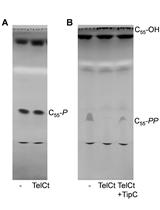 Bacterial Cell Wall Precursor Phosphatase Assays Using Thin-layer  Chromatography (TLC) and High Pressure Liquid Chromatography (HPLC)