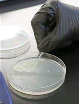 使用CRISPR-Cas9在酵母中进行单步精确基因组编辑