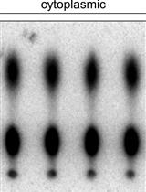 RNA Cap Methyltransferase Activity Assay
