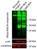 CRISPR-mediated Tagging with BirA Allows Proximity Labeling in <em>Toxoplasma gondii</em>
