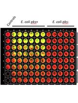Quantification of Colibactin-associated Genotoxicity in HeLa Cells by In Cell Western (ICW) Using <em>γ</em>-H2AX as a Marker