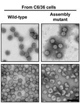 Alphavirus Purification Using Low-speed Spin Centrifugation
