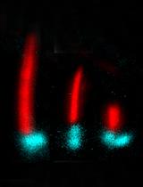 Ciliary Assembly/Disassembly Assay in Non-transformed Cell Lines