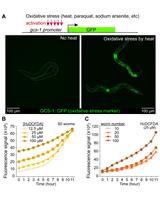 Measurement of Intracellular ROS in Caenorhabditis elegans Using  2’,7’-Dichlorodihydrofluorescein Diacetate