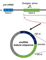 采用RT-PCR检测和分析环状RNA