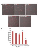 Measurement of Mesenchymal Stem Cells Attachment to Endothelial Cells