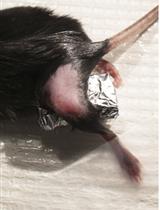 Spared Nerve Injury Model of Neuropathic Pain in Mice