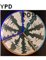 Design of Hybrid RNA Polymerase III Promoters for Efficient CRISPR-Cas9 Function