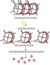 Quantifying Symmetrically Methylated H4R3 on the Kaposi’s Sarcoma-associated  Herpesvirus (KSHV) Genome by ChIP-Seq