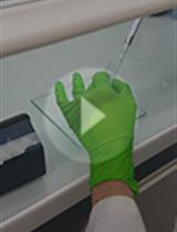 植物寄生线虫属线虫寄生前及寄生阶段的原位杂交（ISH）