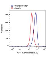 Quantitative Live-cell Reporter Assay for Noncanonical Wnt Activity