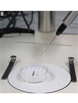 Xenopus laevis Oocytes Preparation for in-Cell EPR Spectroscopy