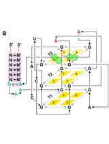使用TO1-脱硫生物素荧光团配体从细胞提取物中纯化RNA Mango标记的天然RNA-蛋白质复合物