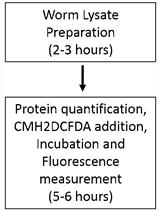 Measurement of ROS in <em>Caenorhabditis elegans</em> Using a Reduced Form of Fluorescein