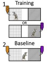 Context-driven Salt Seeking Test (Rats)