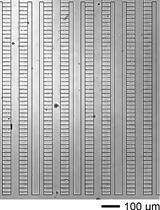 A Microfluidic Device for Massively Parallel, Whole-lifespan Imaging of Single Fission Yeast Cells