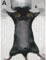 Sacral Spinal Cord Transection and Isolated Sacral Cord Preparation to  Study Chronic Spinal Cord Injury in Adult Mice