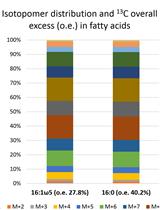 脂肪酸同位素标记谱分析追踪脂质从寄主植物到丛枝菌根真菌的转运