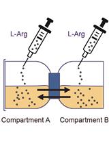 Bacterial Competition Assay Based on Extracellular D-amino Acid Production