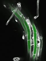 Fluorescein Transport Assay to Assess Bulk Flow of Molecules  Through the Hypocotyl in Arabidopsis thaliana