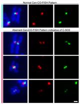 Centromere Chromosome Orientation Fluorescent in situ Hybridization (Cen-CO-FISH) Detects Sister Chromatid Exchange at the Centromere in Human Cells