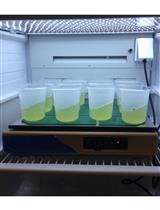 RNA Purification from the Unicellular Green Alga, Chromochloris zofingiensis