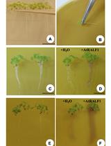 Evaluation of Root pH Change Through Gel Containing  pH-sensitive Indicator Bromocresol Purple