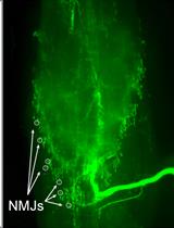 Electrophysiological Recordings of Evoked End-Plate Potential on  Murine Neuro-muscular Synapse Preparations