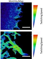 利用透射光学显微镜技术和计算机图像定量分析密集菌落中的细菌蹭行运动