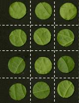 Quantification of Thrips Damage Using Ilastik and ImageJ Fiji