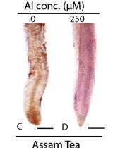 植物多重应激下脂质过氧化作用的希夫试剂定性分析：组织化学方法