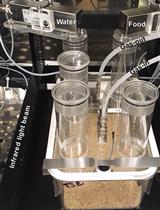 间接量热法测定慢性化学遗传神经元刺激对能量平衡的影响