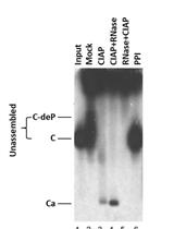 Host-regulated Hepatitis B Virus Capsid Assembly in a Mammalian Cell-free System