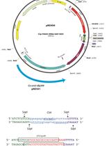 Method for CRISPR/Cas9 Mutagenesis in <em>Candida albicans</em>