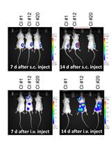 表达萤光素酶的肿瘤细胞系的生成