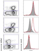 Generation of microRNA Sponge Library