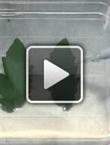 <em>In-vitro</em> and in-planta <em>Botrytis cinerea</em> Inoculation Assays for Tomato