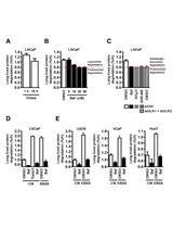 The Long-lived Protein Degradation Assay: an Efficient Method for Quantitative Determination of the Autophagic Flux of Endogenous Proteins in Adherent Cell Lines