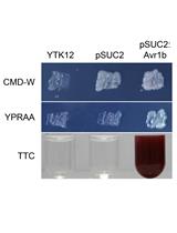 Functional Evaluation of the Signal Peptides of Secreted Proteins