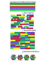 Nab Escaping AAV Mutants Isolated from Mouse Muscles